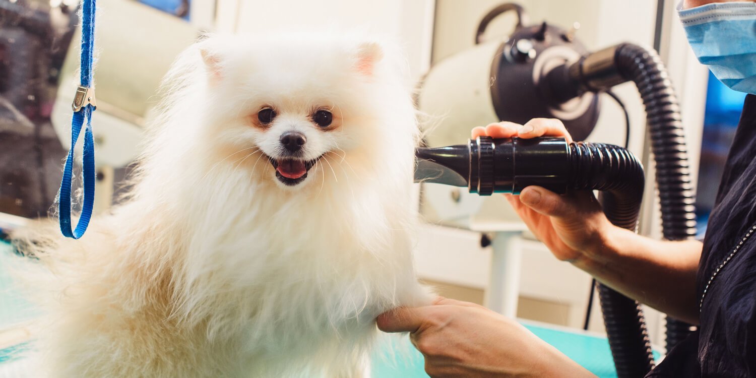 Dog At Salon With Dog Dryer 